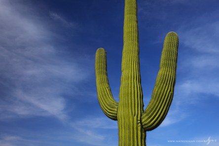 0589_saguaro_cactus_nate_zeman-l