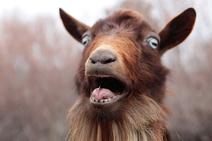 goat