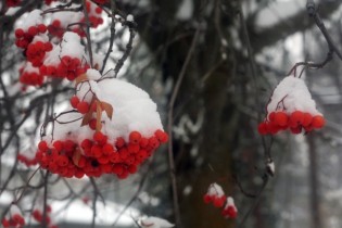 red-winter-berries-in-the-snow